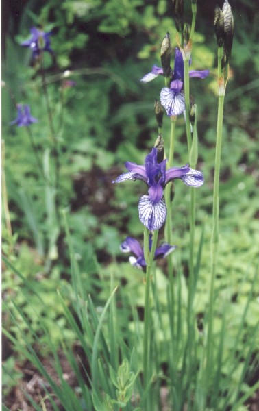 ../Images/Blue Irises.jpg